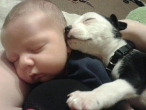 FBAR Pittie puppy asleep with baby 2013